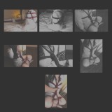 X_00_Sara